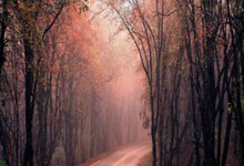 熊猫tv:CBA常规赛:青岛国信制药胜深圳马可波罗.